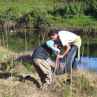 Karamu stream community planting Copy