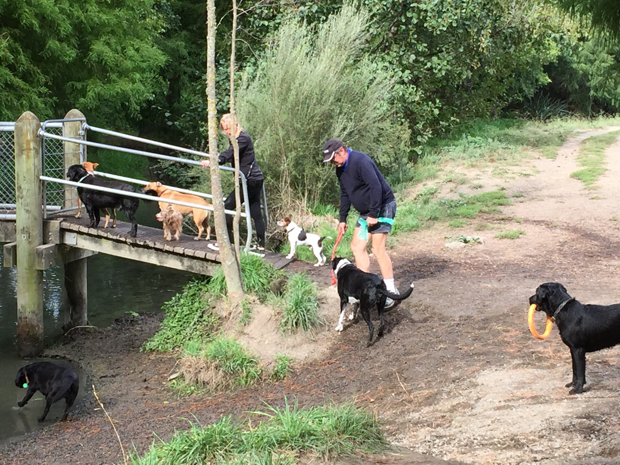 Fun For Dogs At P k whai Regional Park News Archive Hawke s Bay