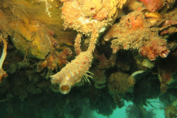 Clubbed tunicate credit Chris Woods NIWA web