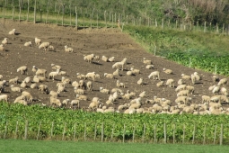 Sheep winter feeding crops resized