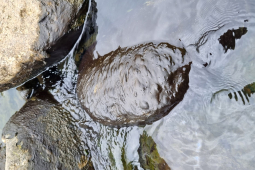 toxic algae for the web 
