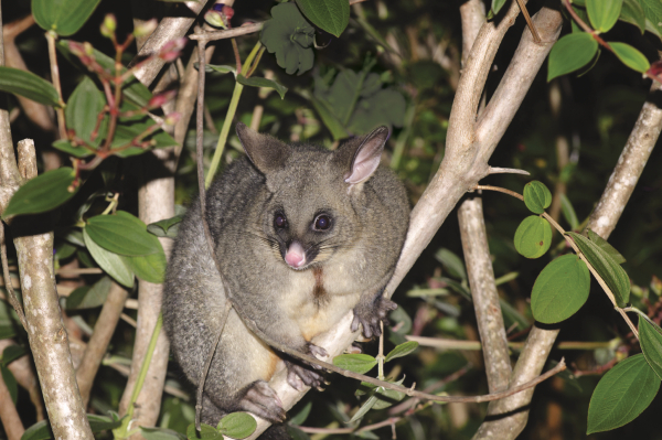 Possum 050718 1