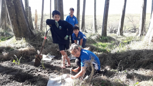 20210730 Omakere School help plant beneath Kahikatea on Amblethorn