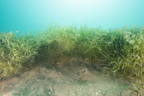 Caulerpa OmakiwiCove 20230601 TD 36 002