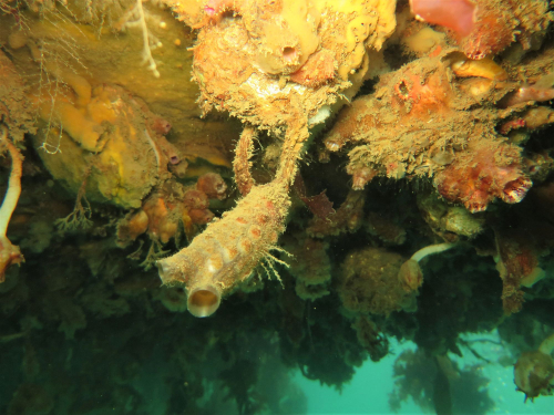Clubbed tunicate credit Chris Woods NIWA web