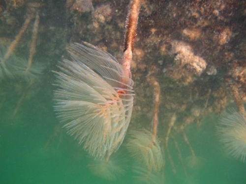Fanworm in water 2 Photo credit Northland Regional Council