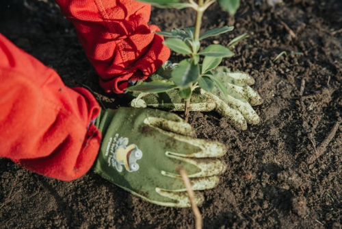 Gloves planting