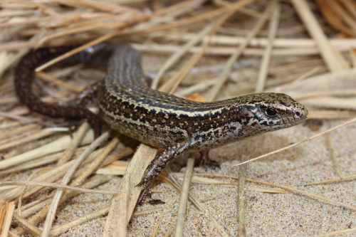 Hawkes Bay skink at Cape Sanctuary 1 Nick Harker 1