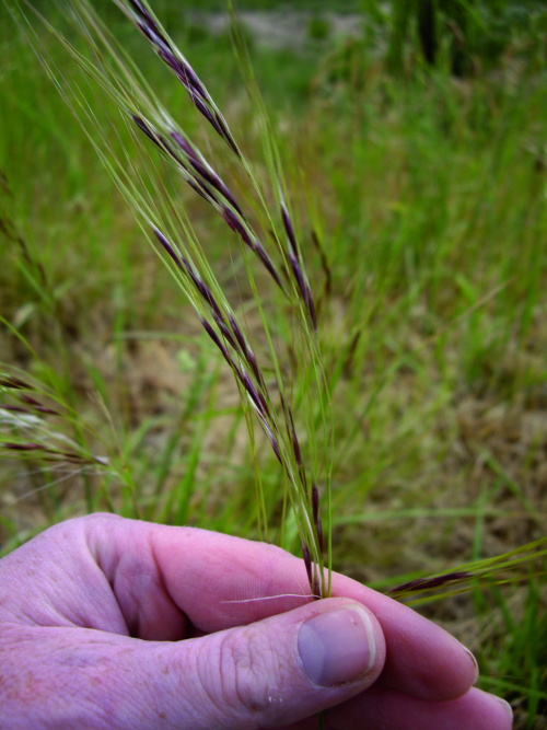 Identifying Chilean Needle Grass Needle 101017