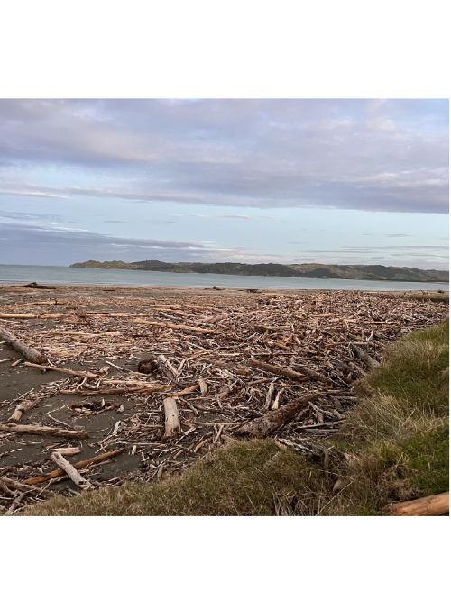 Mahia beach woody debris resized