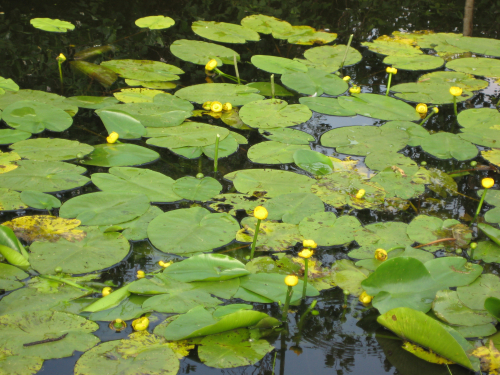 Nuphar lutea ac