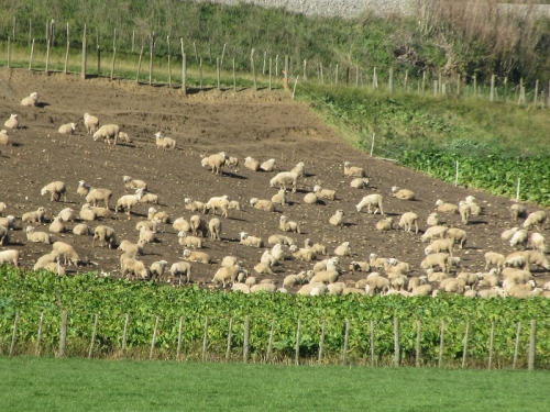 Sheep winter feeding crops resized