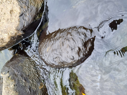 toxic algae for the web