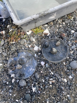 Mud invertebrate sampling