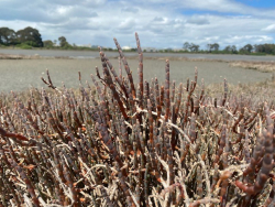 Glasswort (Salicornia quinqueflora), an indigenous estuarine plant