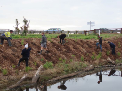 Waitangi Regional Park planting