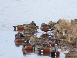 Waitangi Regional Park birdlife