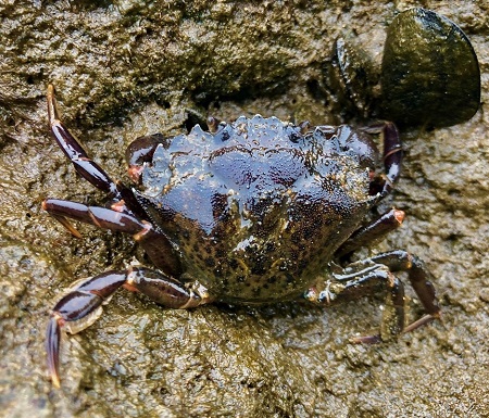 European shore crab