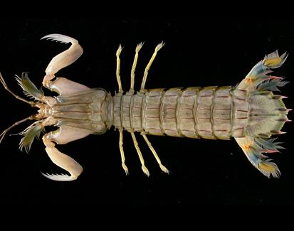 Japanese mantis shrimp