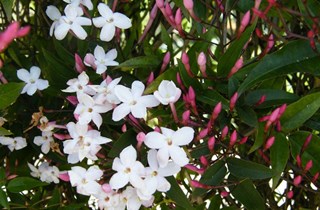 Jasmine