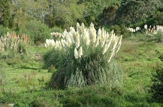 Pampas grass
