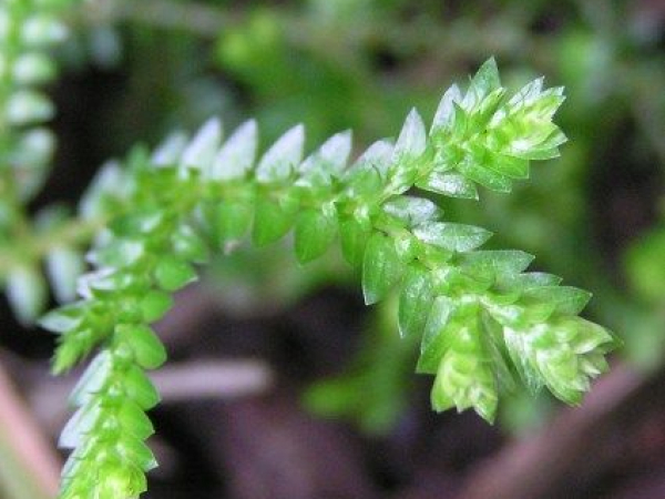African club moss