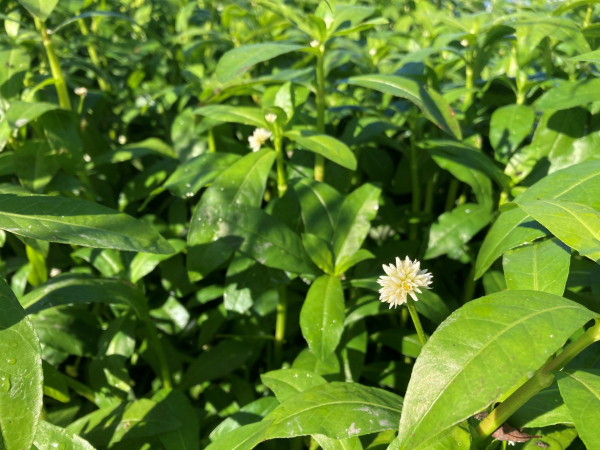 Alligator weed