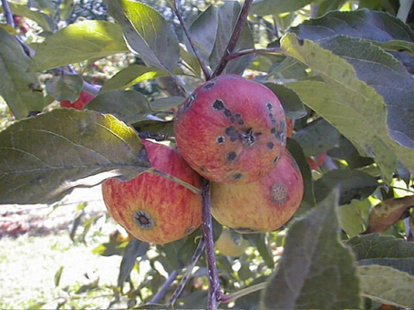 Apple black spot