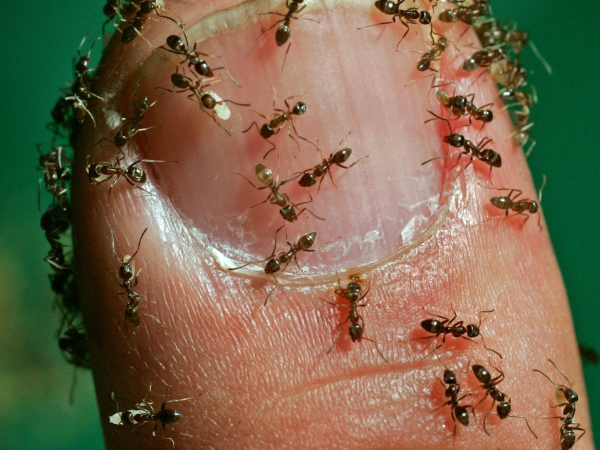 Argentine ant
