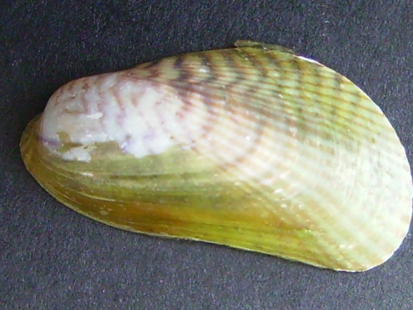 Asian date mussel