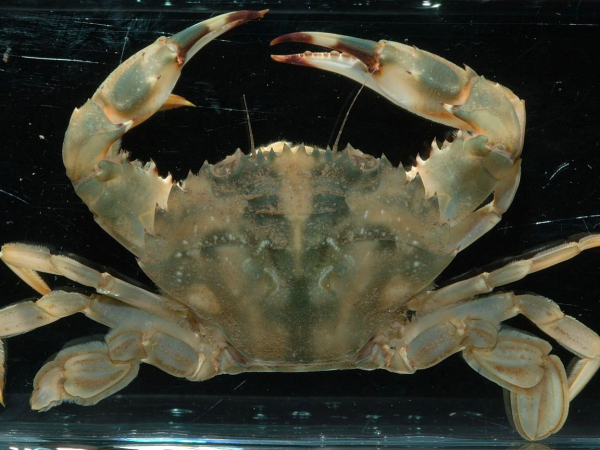Asian paddle crab