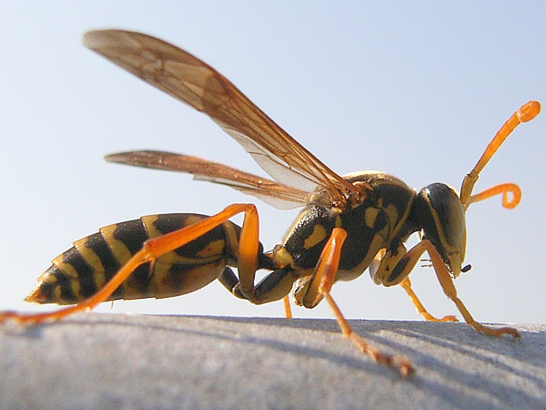 Asian paper wasp