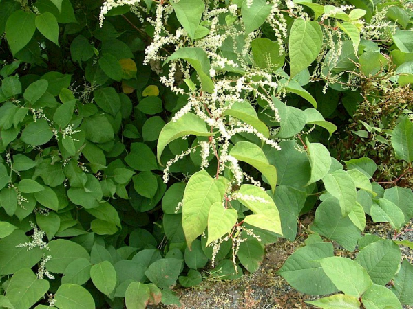 Asiatic knotweed