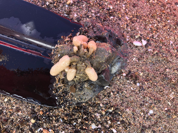 Australian droplet tunicate