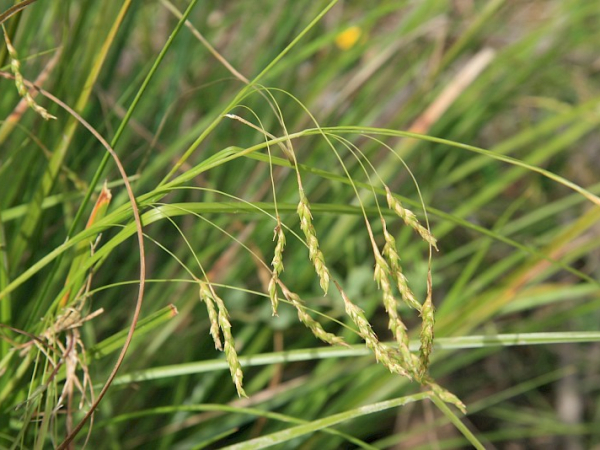Australian sedge