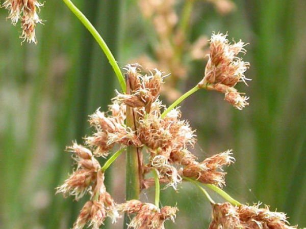 Californian bulrush