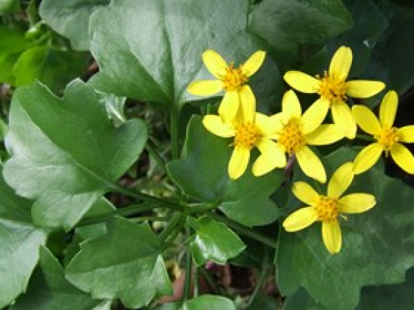 Cape ivy