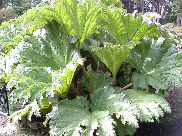 Chilean rhubarb