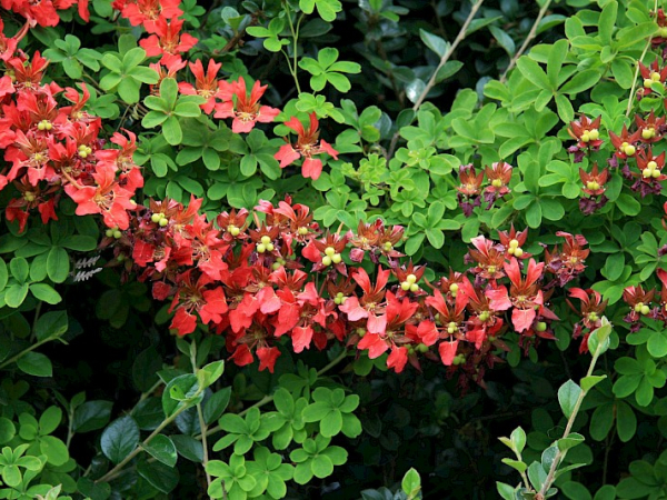 Chilean flame creeper