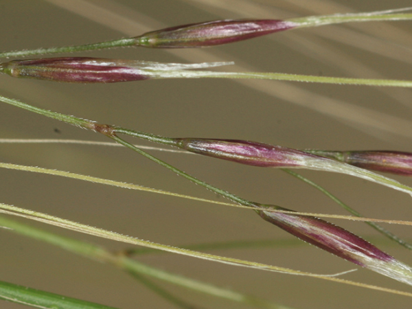 Chilean needle grass