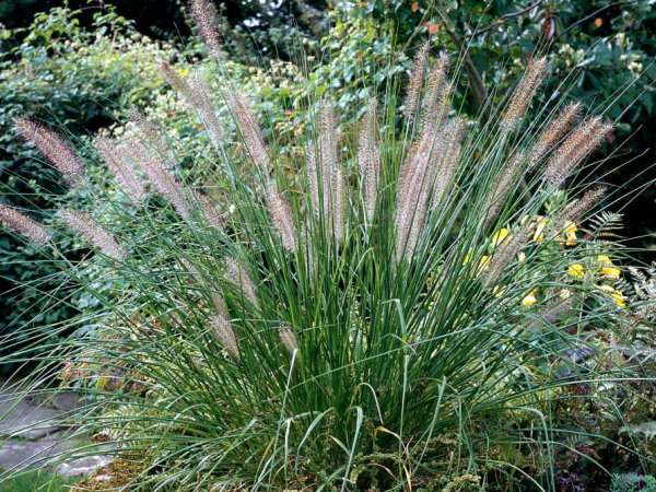 Chinese pennisetum