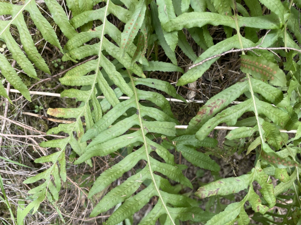 Common polypody