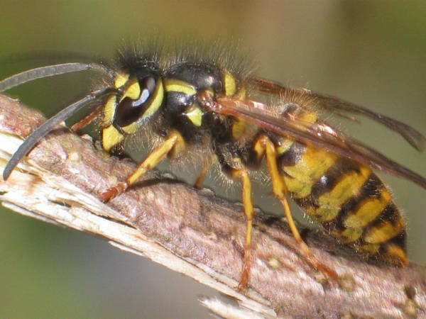 Common wasp