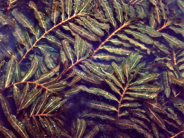 Curled pondweed