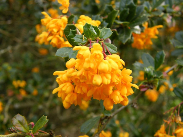 Darwin's barberry