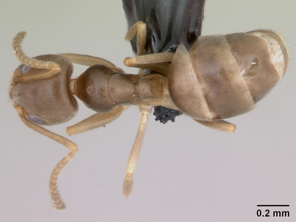 Darwin's ant