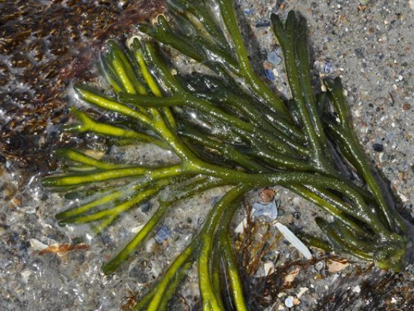 Dead man's fingers