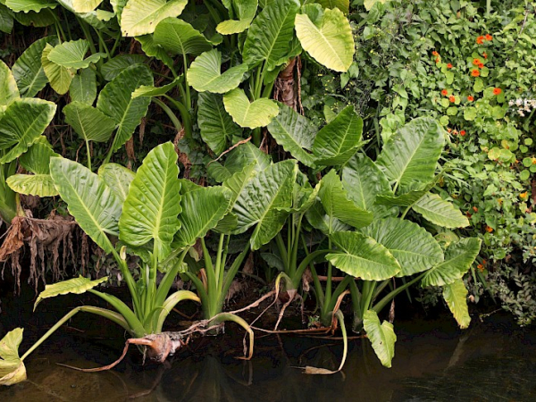 Elephant ear