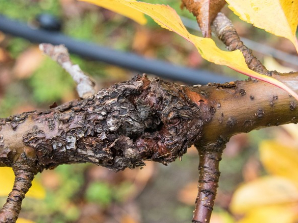 European canker