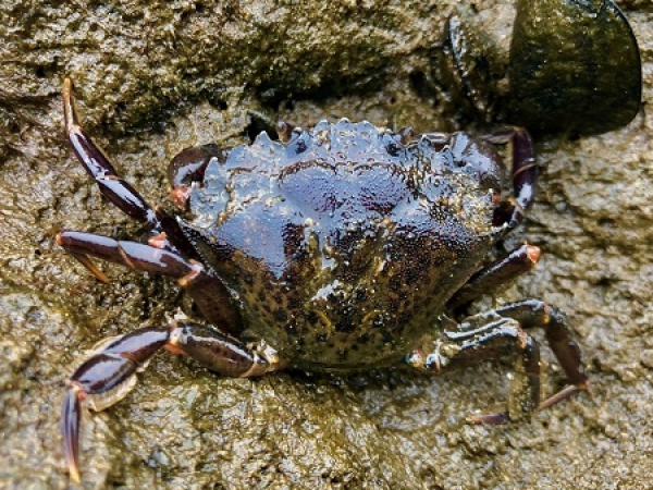 European shore crab